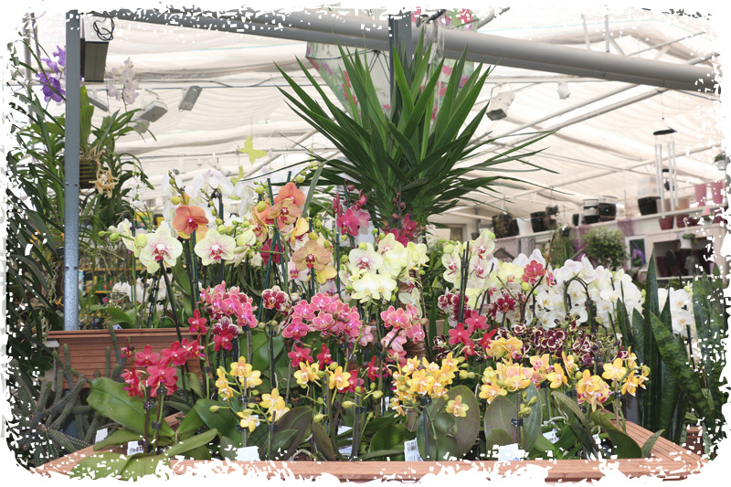 Blumen Janke Weilerbach